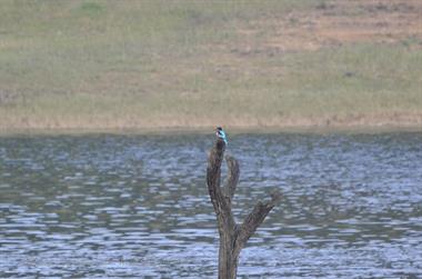 Periyar Lake N.P., Thekkady_DSC7543_H600